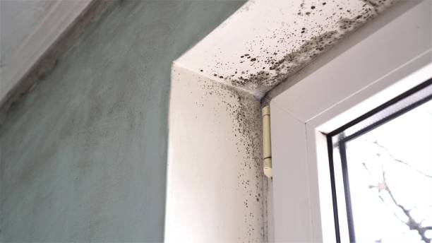 Best Mold Damage Repair  in Woodburn, VA