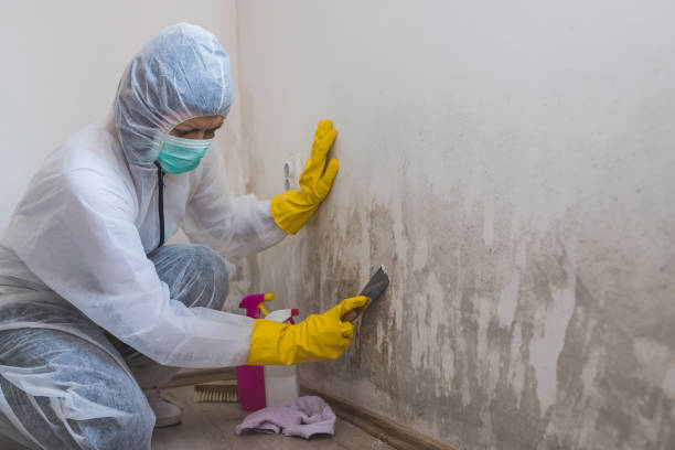 Best Mold Removal Company Near Me  in Woodburn, VA