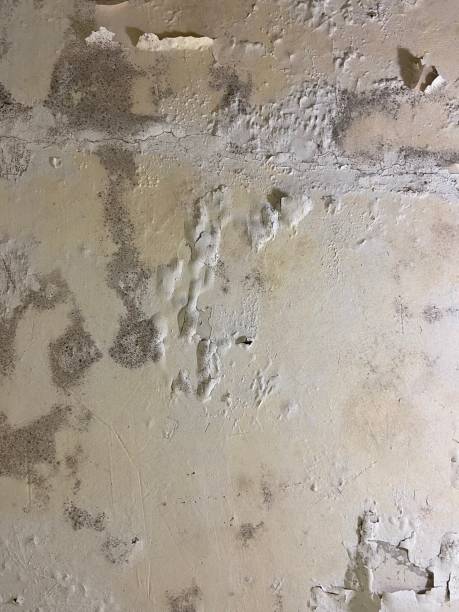Professional Mold Removal in Woodburn, VA