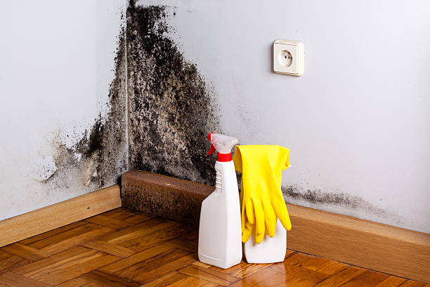 Best Professional Mold Removal  in Woodburn, VA