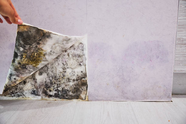 Best Mold Testing  in Woodburn, VA